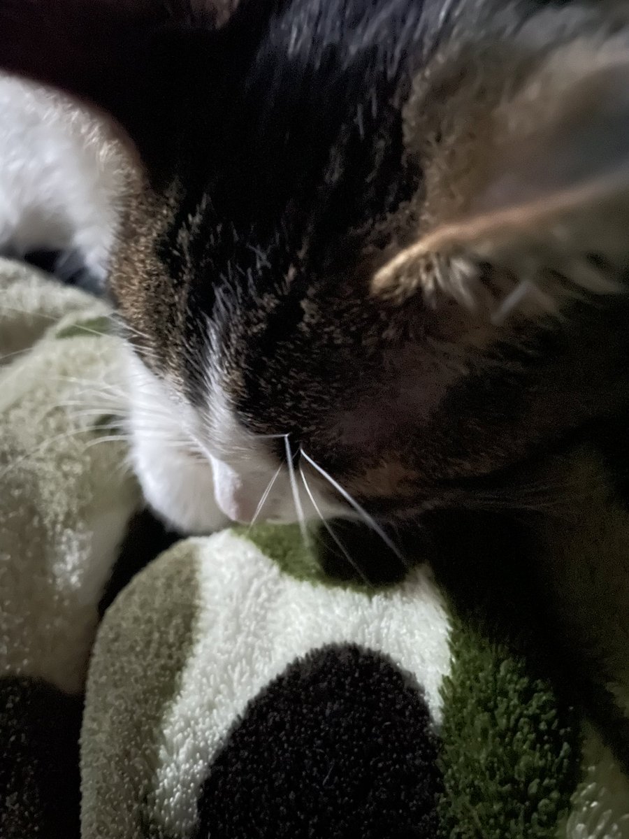 teacherfirst73's tweet photo. ARTeee agrees that no power still - is not fun 🤷‍♀️ #notimpressed #itstoocold #needsnuggles #keepmewarm https://t.co/qjmSSikDgH