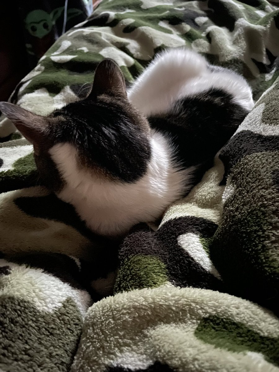 teacherfirst73's tweet photo. ARTeee agrees that no power still - is not fun 🤷‍♀️ #notimpressed #itstoocold #needsnuggles #keepmewarm https://t.co/qjmSSikDgH