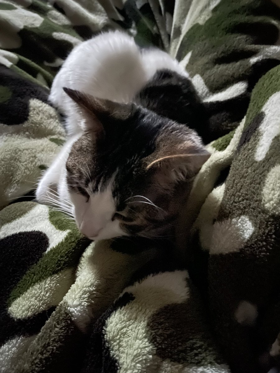 teacherfirst73's tweet photo. ARTeee agrees that no power still - is not fun 🤷‍♀️ #notimpressed #itstoocold #needsnuggles #keepmewarm https://t.co/qjmSSikDgH
