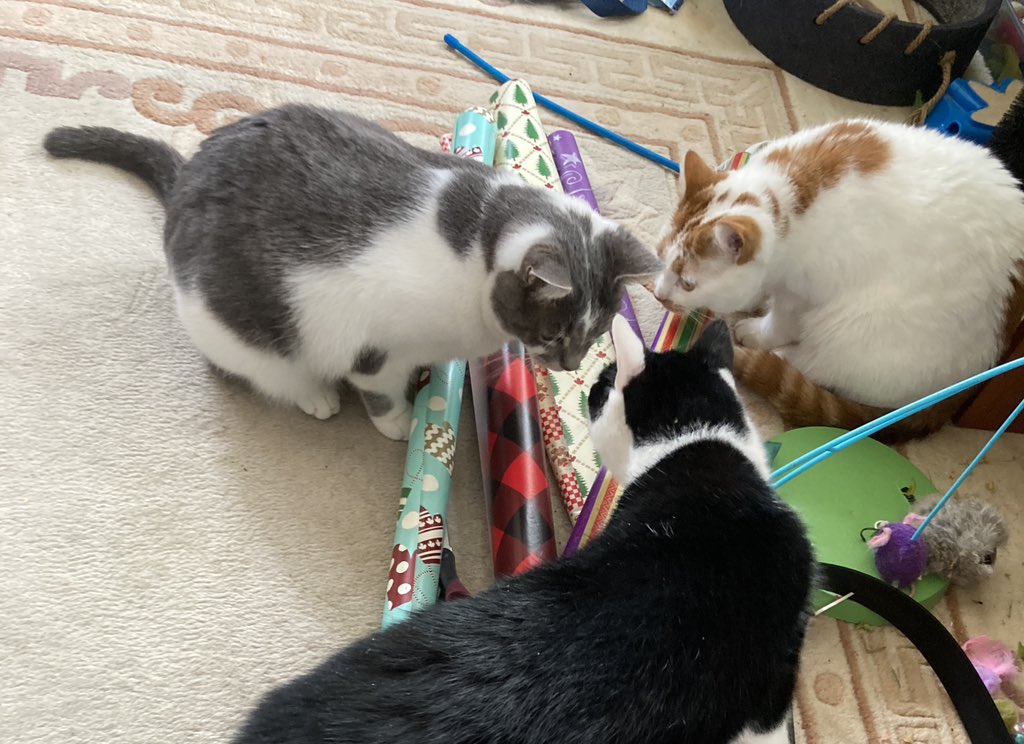 general__mel's tweet image. Not even 5 minutes into wrapping… I see the game of “move the cat off the wrapping paper 500 times” has started..

You need help… right mom?!?!?

#Caturday #MerryChristmas2022 #wrappingpresents