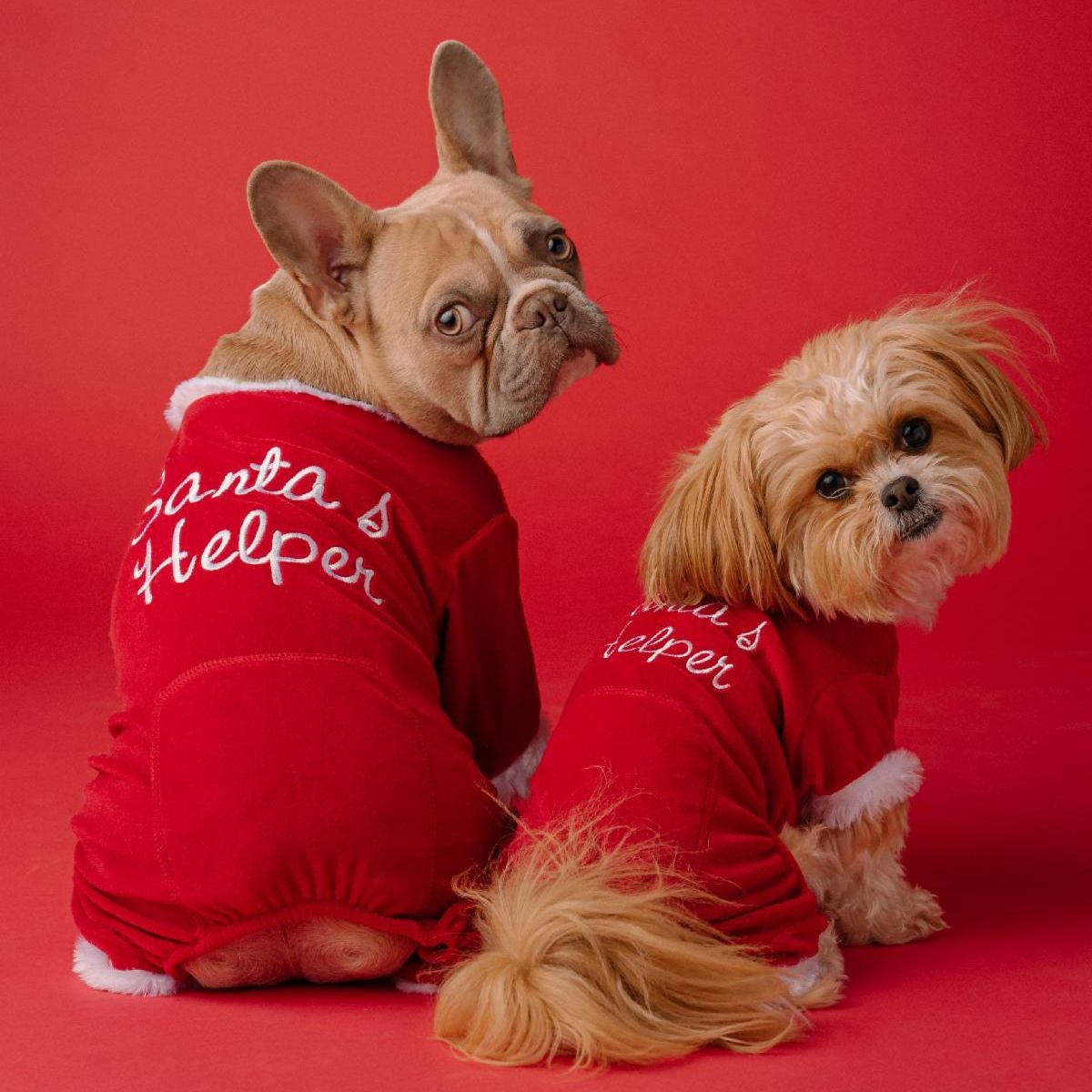 4SNiPit's tweet photo. Dear Santa... We worked so hard this year and we only wish for every pet to have a loving home, oh.. and a small break for us! 
Our clinic will closed Dec 24th, but don't worry we'll be back Jan 3rd, 2023 ready to do more spays &amp; neuters.
Happy Holidays form our family to yours! https://t.co/HJJQUrNSIk
