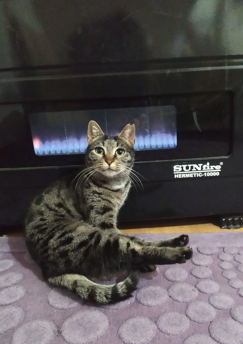 Zehra'yı 10 gün önce korumaya aldım, sağolsun bi arkadaşım bi süre evini açtı. Her kediyi korumaya alacak imkanım yok ama taşınacağız. Zehra bu mahallenin en sırnaşık kedisi, kim çağırsa peşine giderdi hep. Şimdi sobanın yanından ayrılmıyormuş 🥺 Kim sıcak yuvasını açar?