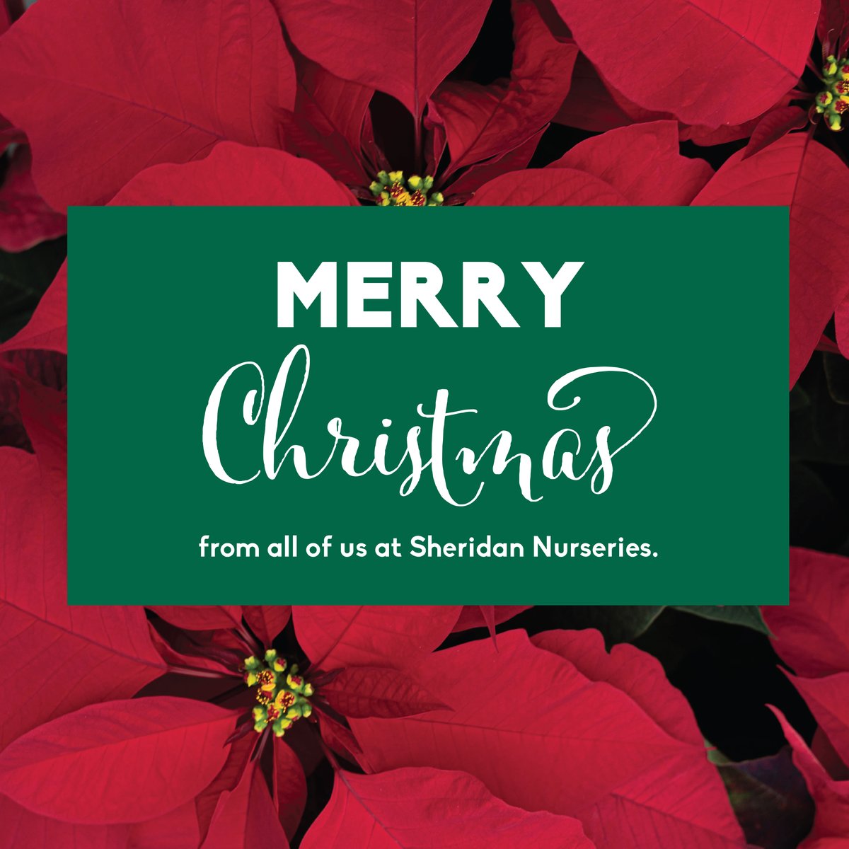 From everyone at Sheridan Nurseries, we wish you a very Merry Christmas