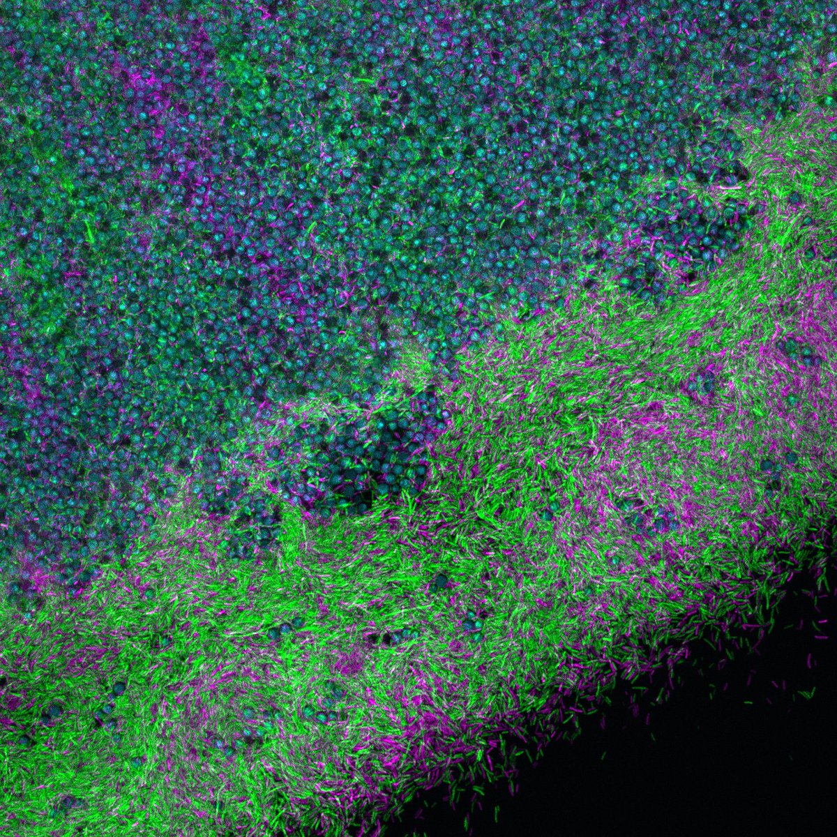 SourjikLab (@sourjik) on Twitter photo I think it's our first paper that was published on Christmas Eve! Maybe it's because of Giovanni's <a href="/G_Scarinci/">Giovanni Scarinci</a> images that look like Christmas decoration.
nature.com/articles/s4139… I think it's our first paper that was published on Christmas Eve! Maybe it's because of Giovanni's <a href="/G_Scarinci/">Giovanni Scarinci</a> images that look like Christmas decoration.
nature.com/articles/s4139…