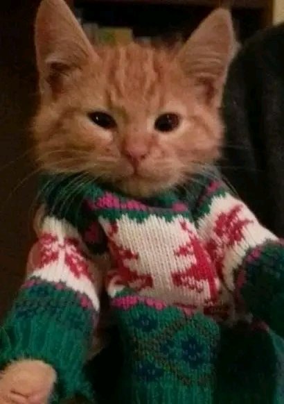 Eco_Raabel's tweet photo. Si bien, el origen de la fiesta pagana de la navidad y su historia, no es de mi agrado... 

Me agrada que se comparta en familia, se busque y promueva la caridad, se realicen muestras de cariño sincero y no estrictamente materiales, y se busque sanar a través de una sonrisa. https://t.co/yik16rMGmd