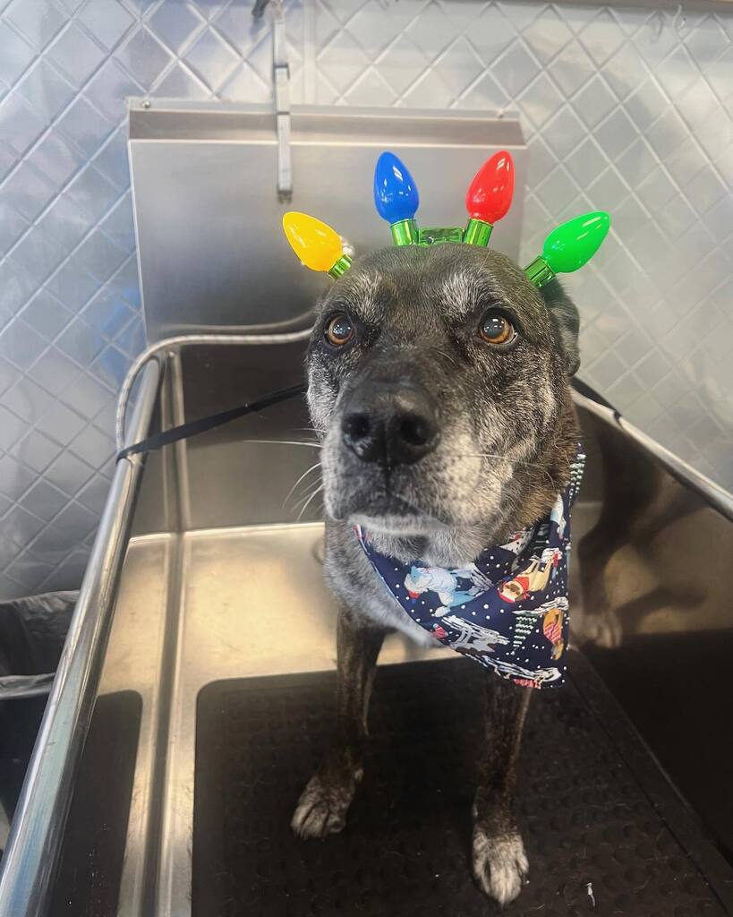 Happy Holidays from one of our favorite little snack hounds Molly. We will be closed Sat and Sun (24th and 25th). Thank you all for a wonderful year, and we will see you Monday!  #puppiesinthetub #dirtymuttsdrivemenuts #dogsofadamsave