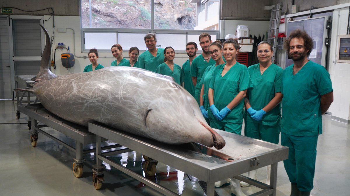 Toniovetpath's tweet photo. Happy holidays from @iusa 365 days ready @ulpgc @WOAH @CienciaGob @MarineMammalCom @mitecogob to take scientific action on:
"How death can help animal life" by 
@Vet_Pathology #ecvp  @EuroCetSoc @animalshealthes @dv_veterinario @iwc_int @mapagob  @IUCNCetaceanSG @EcologicaGobCan https://t.co/oq2BKrzM4C