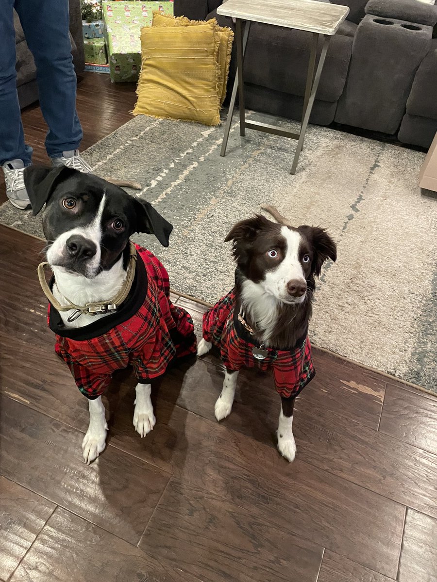 skye_mocha's tweet photo. Even though we don’t post much, we still always celebrate Christmas, Happy Holidays from Skye and Bailey! ❤️ #dogsoftwitter #puppy #MerryChristmas https://t.co/Y3i6luYgMD