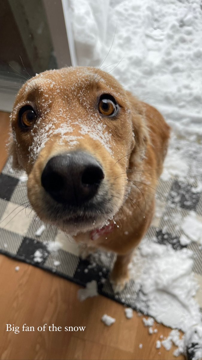 Rachelle_Keller's tweet photo. Ok, he’s loving the Blizzard of 22’ ❄️ https://t.co/1kHxzZkIWx