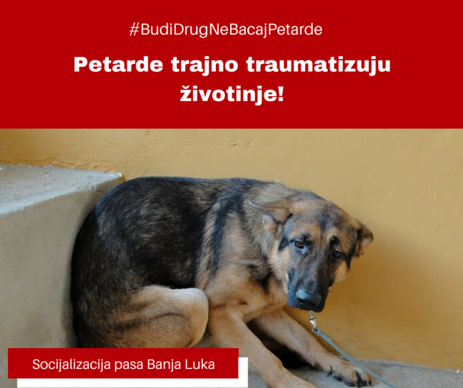 laki2112's tweet photo. BEZ PETARDI!!!

Pokušajte da budete ljudi, da imate makar trunku empatije.
Prema starcima, maloj deci, životinjama, osobama ometenim u razvoju...
Da li je momenat neandretalskog zadovoljstva dovoljan da sve nabrojene dovede u stanje straha, bola i izbezumljenosti?

Molim RT!!! https://t.co/HHiNPzOU3Y