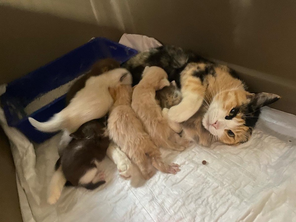 0BEIXEN's tweet photo. Gatitoooooi!!! Kitten adopt #gatos #gatitos #kitty #kitten #adop #adopta #AdoptaNoCompres https://t.co/dZkQzJFFnE