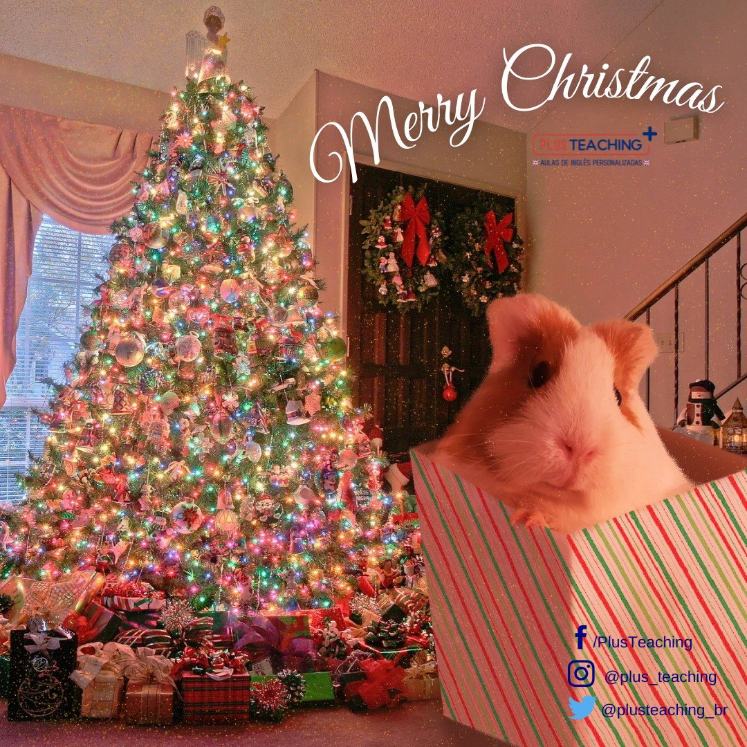 plusteaching_br's tweet photo. Wish you all #MerryChristmas 🎄🎁🎀 https://t.co/TvYQJB2Rdm
