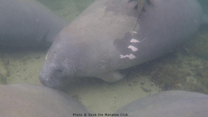 Latest Manatee Update from Blue Spring!
The air temp at was 31F &amp; the river was 59F (15C). The wind was too strong to allow for a good count and identification. The park staff counted 476 manatees from the boardwalk, SMC counted 343 from the canoe, but there were more.