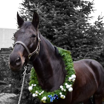 Frohe Weihnachten, schöne Festtage und eine angenehm ruhige Zeit! Auf das, das was ihr euch wünscht in Erfüllung geht und ihr gesund und erholt über die Feiertage kommt ❤️🎄🎁