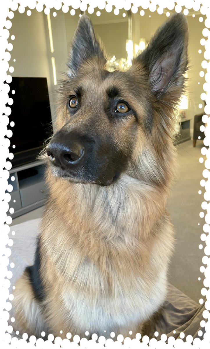 HeidiGSpup's tweet photo. 👀 looking out for the guy they call santa 🎅 , apparently he thinks he can come down the chimney in the middle of the night &amp; help himself to our carrots 🥕🥕&amp; biscuits 🍪 🍪. I might have something to say about that …. 😬🤣🐕🐾#MerryChristmas #dogsoftwitter #GermanShepherd https://t.co/2arWAAxjMx