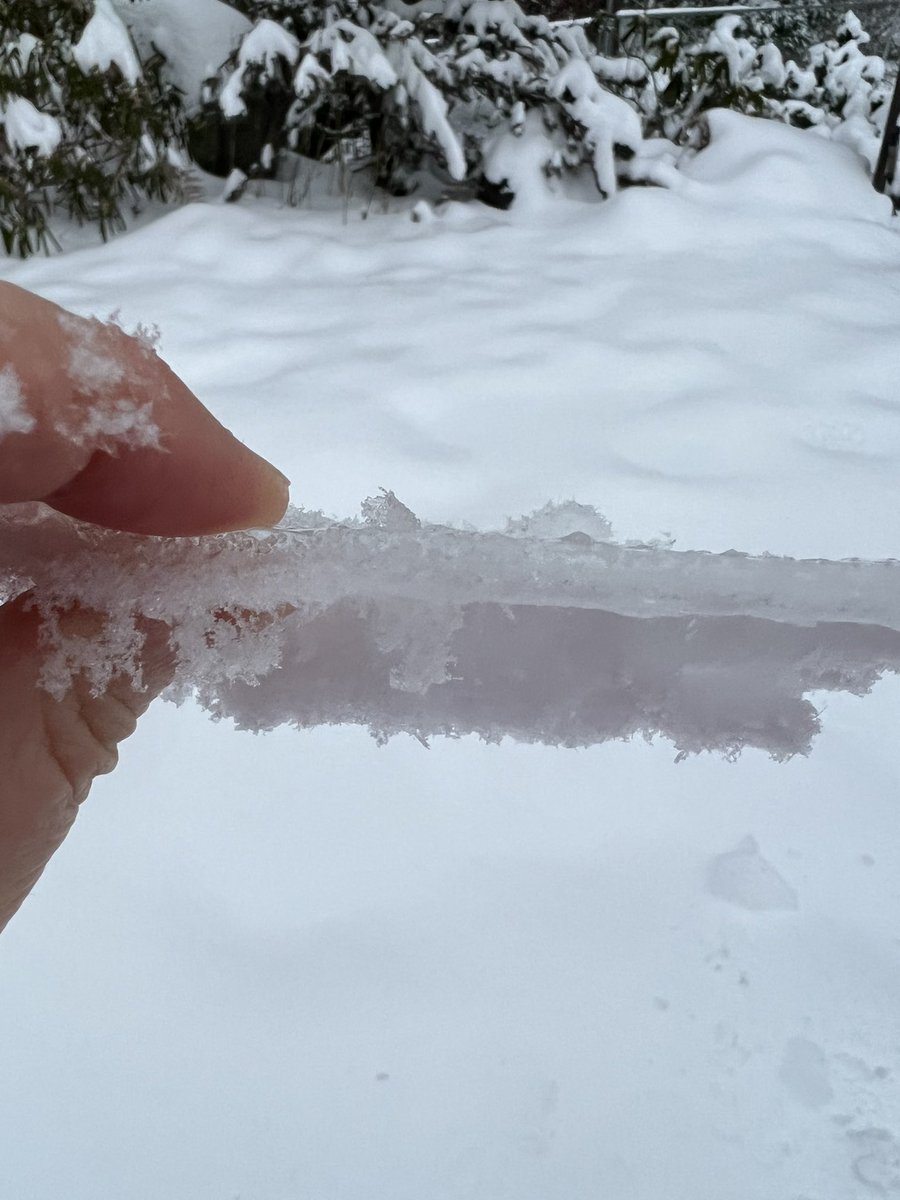 justmehereM's tweet photo. First I saw melting and thought it was good news. There for sure is NOT good news. Massive ice storm is here.
No puppies were hurt but he still hasn't found a place to go pee ... and he now hates snow :(
#bcsnow #bcice #bcweather #ShareYourWeather #HopeBC https://t.co/Wq5fjy3fnv