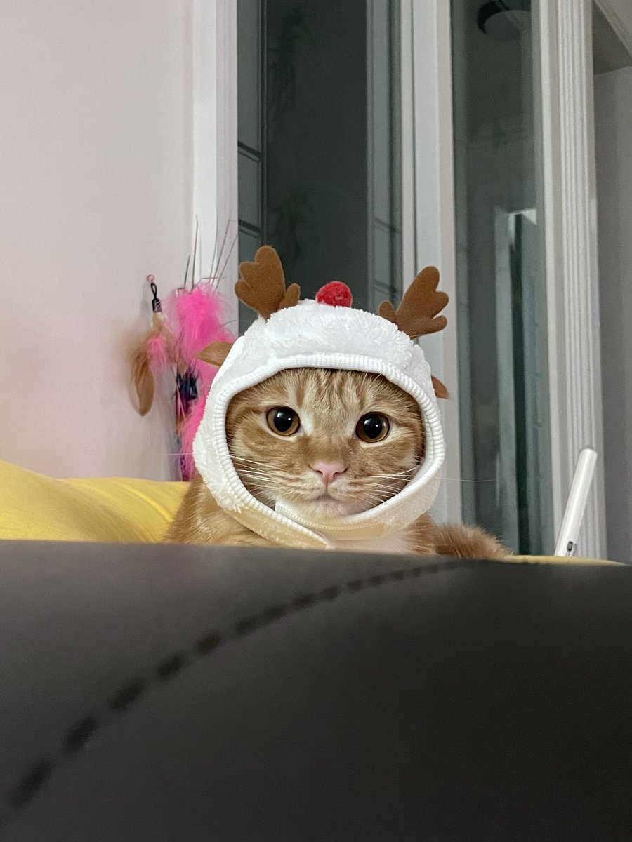 dongggeul's tweet photo. 동글루돌프🦌 메리크리스마스🎄❤️ https://t.co/CUfyrPCiBK
