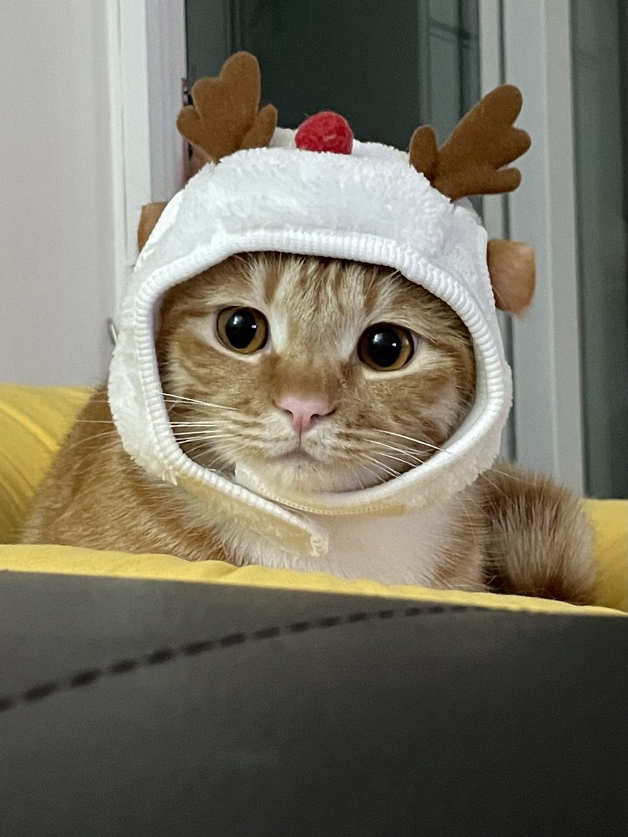 동글루돌프🦌 메리크리스마스🎄❤️