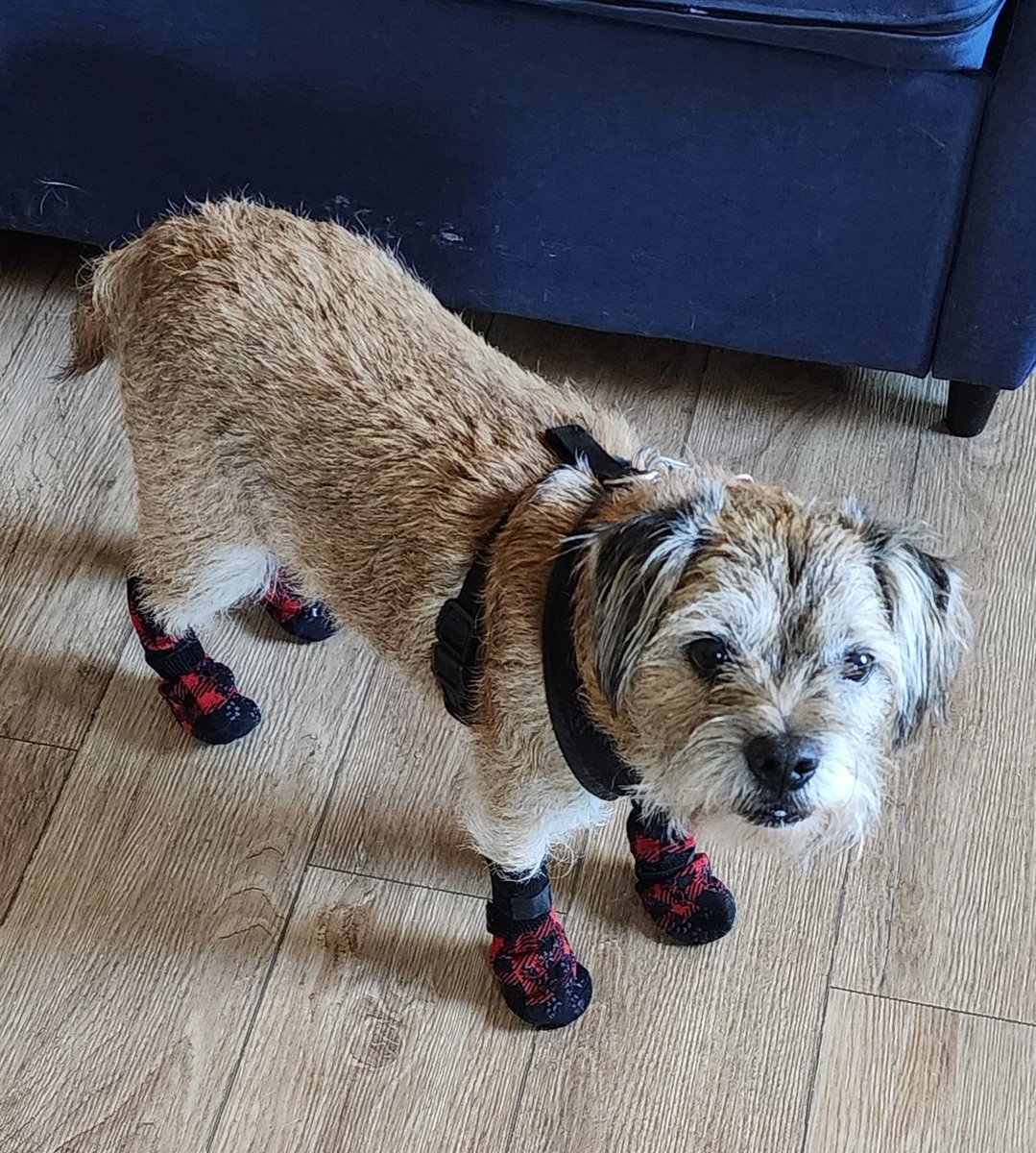 kmkelmor's tweet photo. Toph hates having his paws touched. Especially his front paws and especially his left front paws. Trying to find a way to let him get on the medical bed without risking a puncture. With way too many treats, we did get the socks on! #BorderTerrier #TophTastic #DogsInSocks https://t.co/AchhMKgmYo