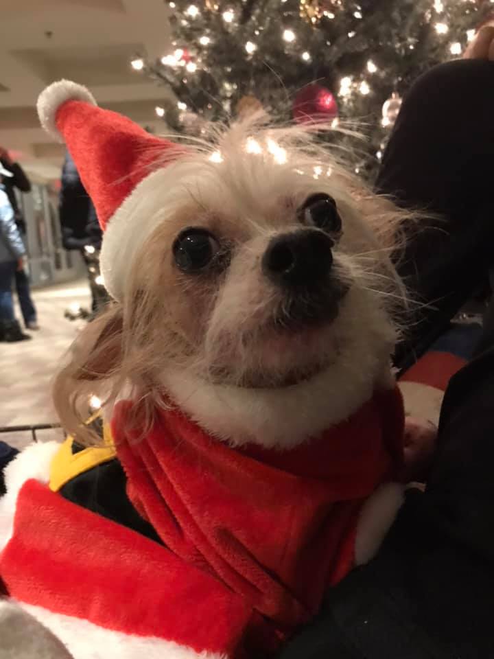 ServiceDogDex's tweet photo. Merry #Christmas! 🐕‍🦺🎄 https://t.co/Qiwf623un5