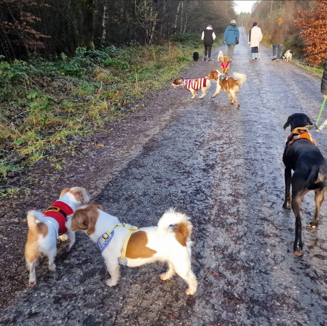 Super fun pack walk with our buddies this morning 🎁🐾🎄🤶🐕🥰🥳🎅❤️ #christmasdogs