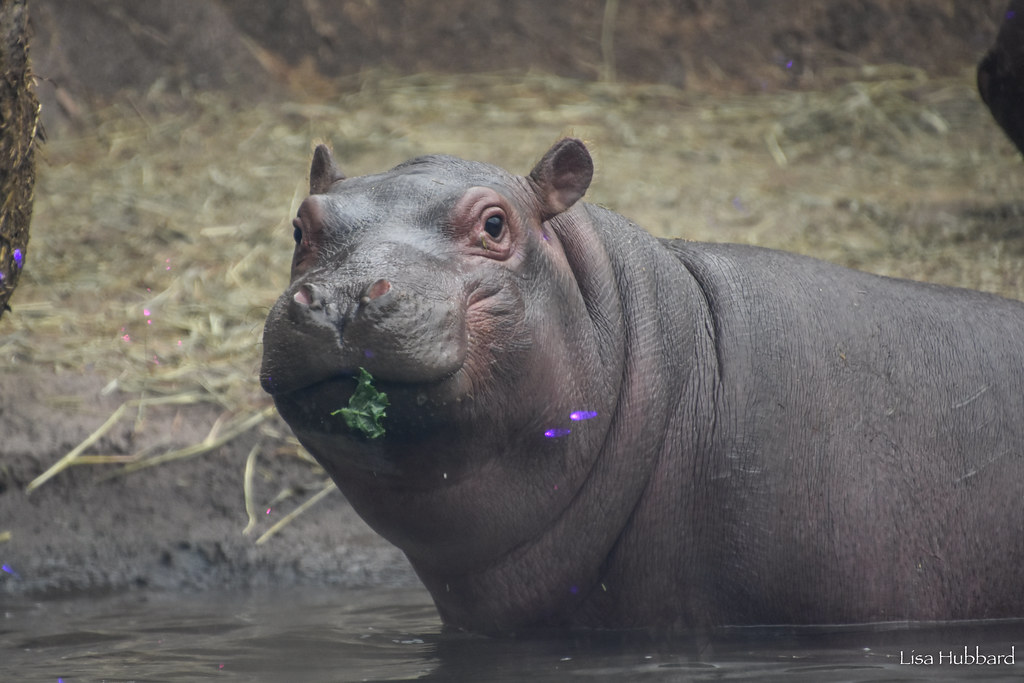 Fritz's first Christmas! Fritz has started eating small amounts of all the produce that is offered to Bibi but still gets most of his nutrition from nursing.