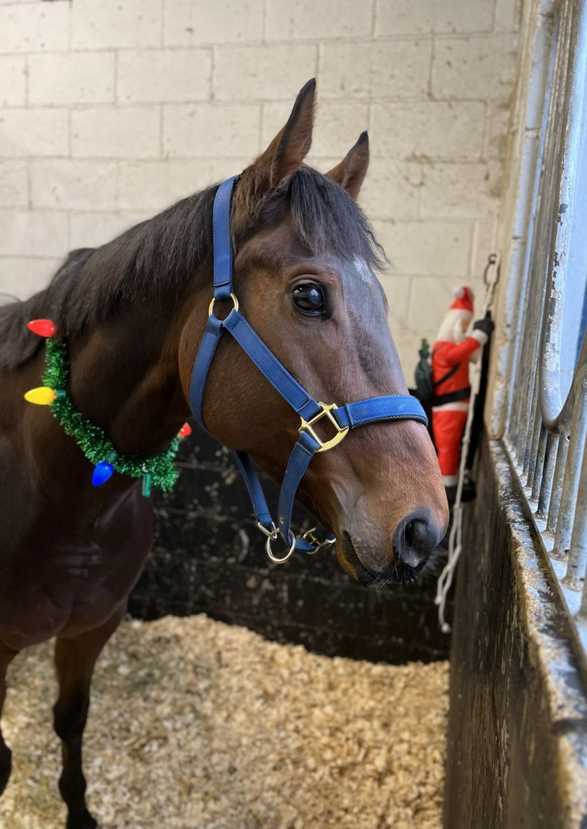 RacingPrinciple's tweet photo. The horses are ready, some are naughty but all are nice!
All the team at Principle Racing wish you a very peaceful and happy Christmas. 
#MerryChristmas #ChristmasEve https://t.co/9rFurcSpIE
