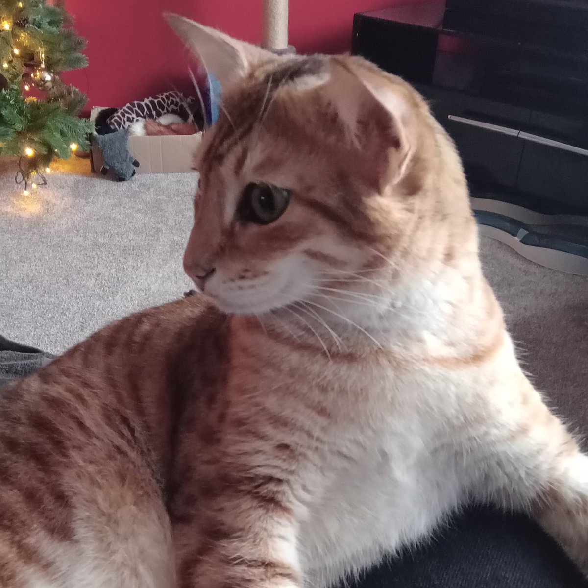 crowncrypt's tweet photo. ⊰✧⊱ reunited with my favourite skrunkly. she keeps trying to eat the tree https://t.co/CikvB2Xt6r