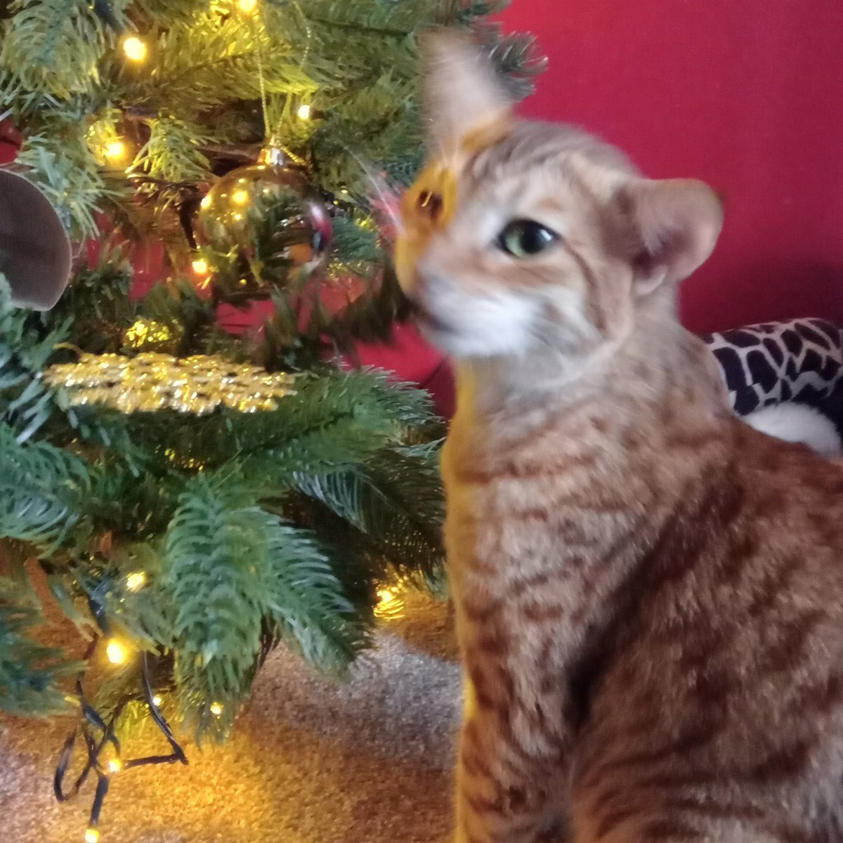 ⊰✧⊱ reunited with my favourite skrunkly. she keeps trying to eat the tree