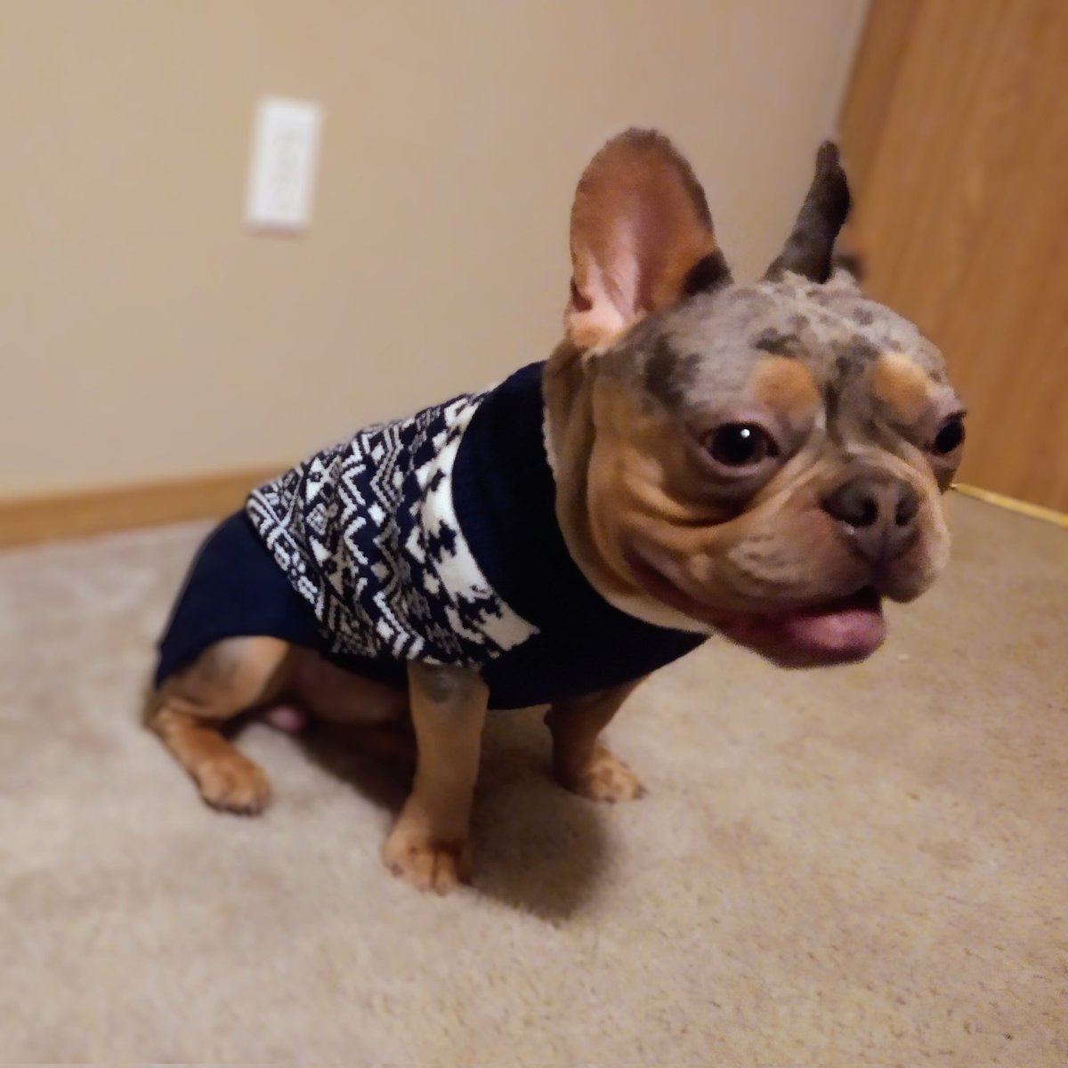 King Raiden the Frenchie

#frenchie #frenchiesoftiktok #frenchiepuppy #frenchielife #frenchielove #frenchbulldog #frenchiesofinstagram #frenchiesociety #fypシ #fypage #frenchies