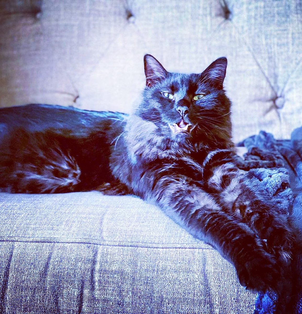 RagnarRaiSindri's tweet photo. Some folks say I look like Iceland’s Yule cat, Jólakötturinn, what do you think? Happy #Caturday &amp; #ChristmasEve , furriends 😹😸🐾

#SaturdayVibes #CatsOfTwitter #cats #CatsOnTwitter #AdoptDontShop https://t.co/qz30yNw85x