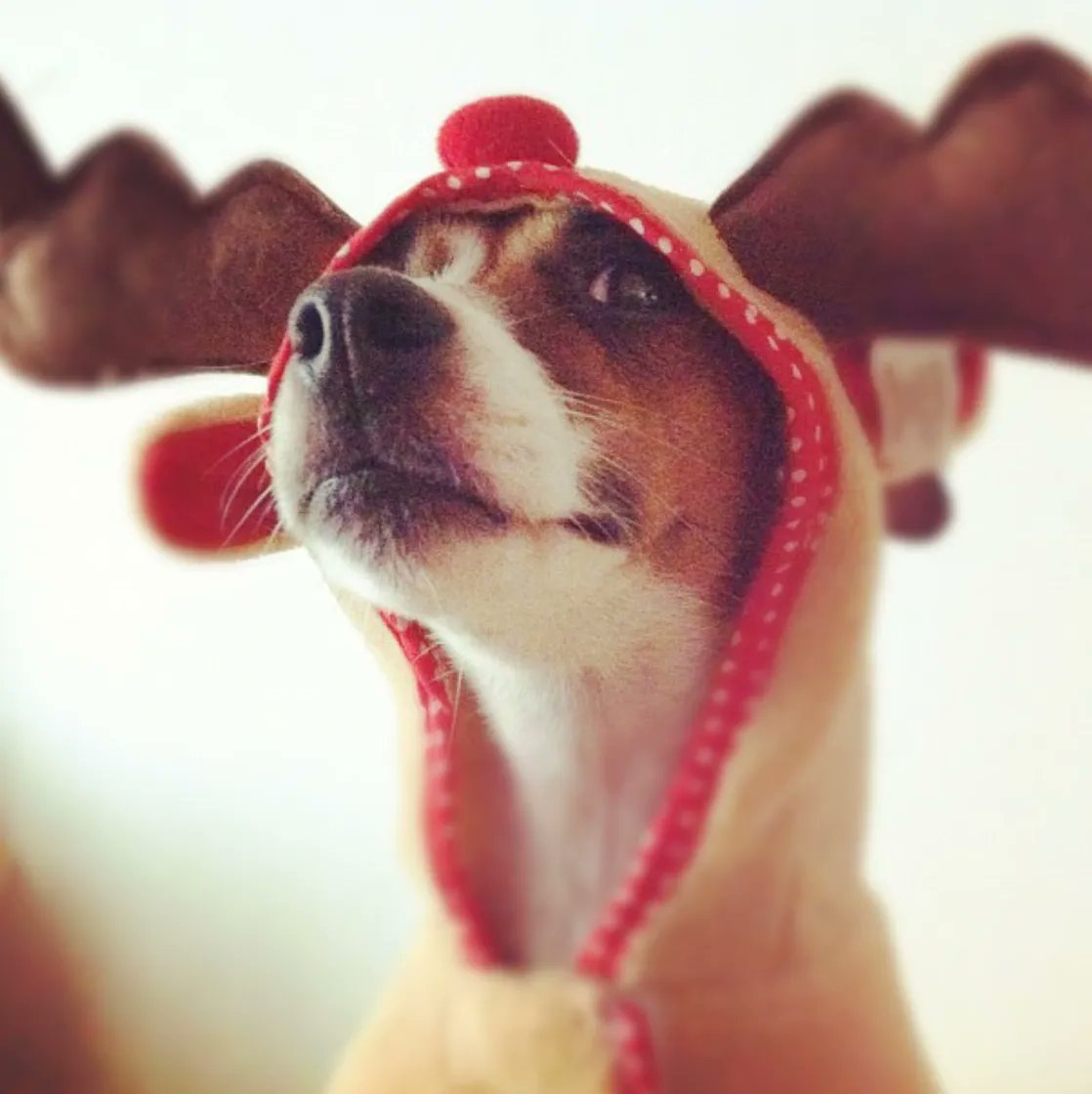 My dog and I went to the Barn to watch the launch.
Santa whistled to the team, and then said 
"Now, Dasher! now, Dancer! now, Prancer and Vixen!
On, Comet! on Cupid! on, Donder and Blitzen! 
Merry Christmas to all, and to all a good night!"
#elf #elfstudio #ChristmasEve2022