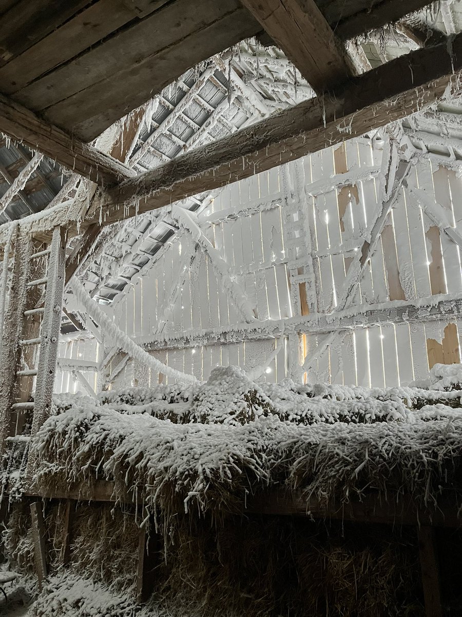 AmandaBrodhagen's tweet photo. My dad who is almost 70 &amp; I walked 2 miles in the snow storm to feed the cattle at all 3 barn locations because parts of our road are impassable with the tractor. Here’s a few 📸 of one of our historic bank barns, the location where my dad grew up and some of the Shorthorns. ❄️ https://t.co/HXARlQIcNY
