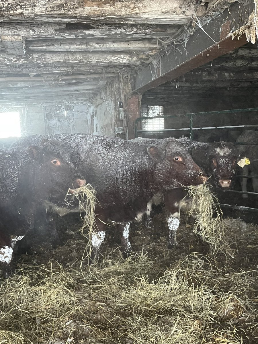My dad who is almost 70 &amp; I walked 2 miles in the snow storm to feed the cattle at all 3 barn locations because parts of our road are impassable with the tractor. Here’s a few 📸 of one of our historic bank barns, the location where my dad grew up and some of the Shorthorns. ❄️
