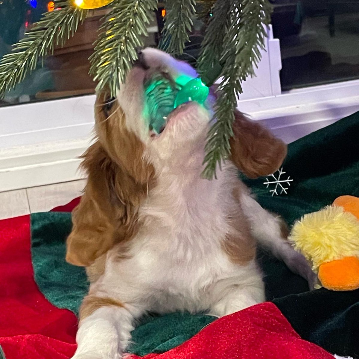 Merry Christmas Eve🎄 #cavpack