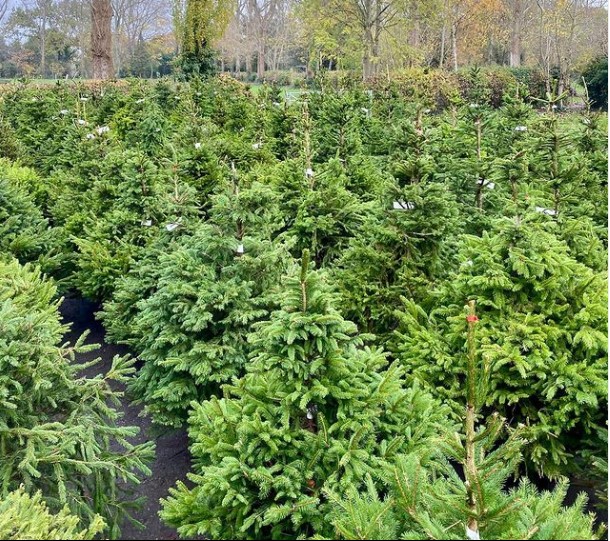 In London, this company is saving Christmas trees by renting them.

You can rent a tree, and in January, the company will collect it and replant it in the ground.

You can rent the same tree every year, and once it's 7-feet tall, the tree "retires" and is planted in a forest.