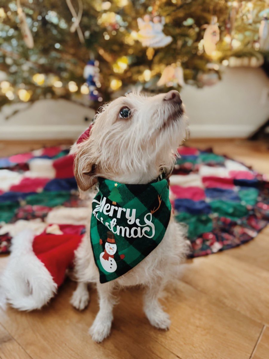 rayahnatryka's tweet photo. Merry Christmas Eve from Daisy and Benji!๐ถ
we hope everyone is staying safe and warmโ๏ธ๐โค๏ธ
@DogsOfBuffalo
#dogsofbuffalo #BlizzardOf22 https://t.co/FyVJe9sVsc