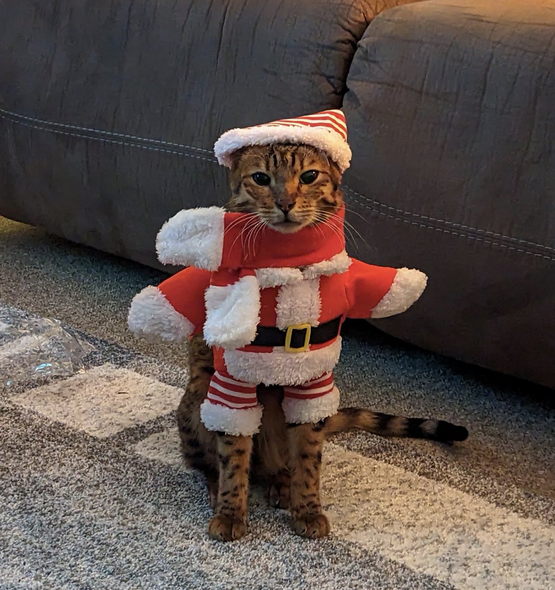 CatNeeson's tweet photo. #CatsOnTwitter Stoopid hoomans... https://t.co/jVvWtxLZ2G