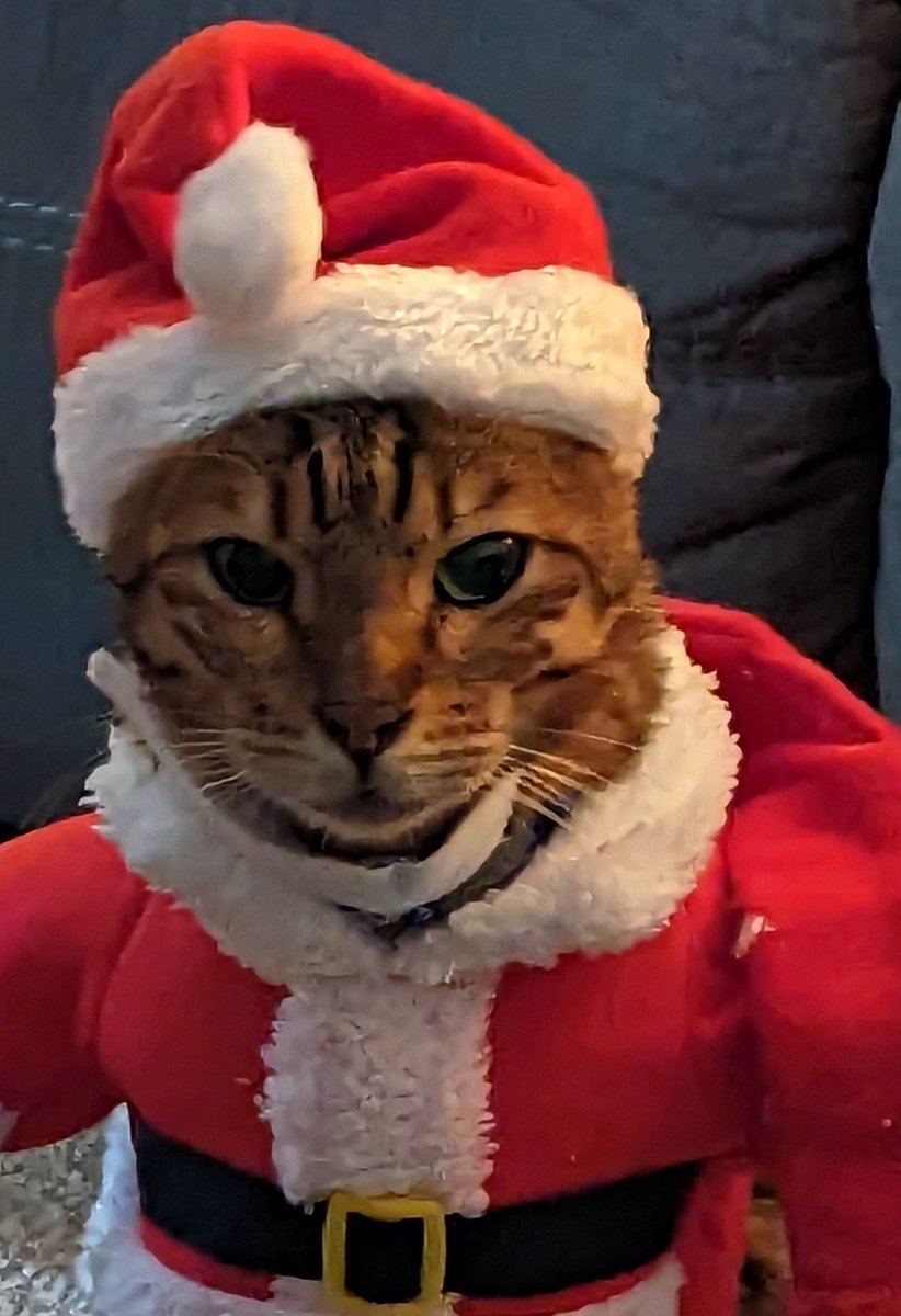 CatNeeson's tweet photo. Bah humbug.... https://t.co/XEMSha9Zi2