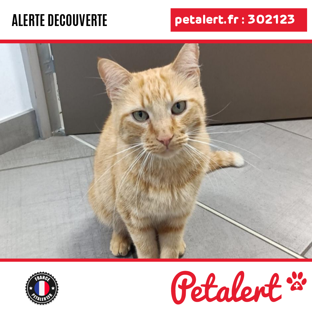 petalert_france's tweet photo. Trouvé #Chat #Aube #RomillySurSeine #Petalert #PetAlert10 / https://t.co/QiV3ARP5jy https://t.co/D0jcizsbBi