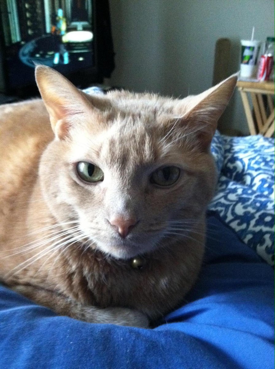 nalgona74's tweet photo. @CloudRiderz Zoe, it’s been 7 years since she went OTRB and she is still missed and loved. This time of year I would indulged in giving her whipped cream or tapioca pudding. She loved it and loved sleeping under the tree. https://t.co/53rBZtKI1G
