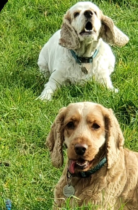 HarryCoco10's tweet photo. Have a merry 🎄 lubbs fromz Harry &amp; Coco-beanie https://t.co/w6YJNZKLuj