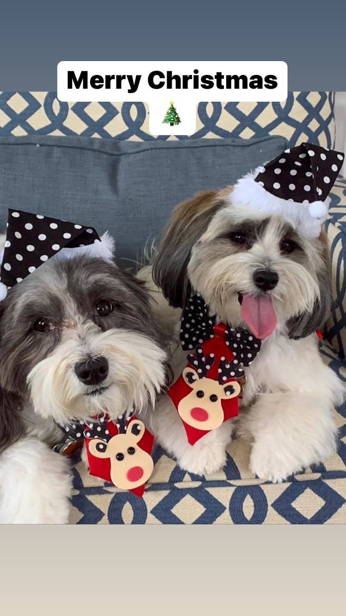 andreiagrooming's tweet photo. Merry Christmas

Watson and Holmes

#doglover #dogsofinstagram #dog #dogs #dogoftheday #dogstagram #doglife #instadog #puppy #doglovers #puppylove #love #pet #pets #cute #instagram #ilovemydog #puppiesofinstagram #dogphotography #dogsofinsta #of #doglove #petstagram #puppies https://t.co/fze4D7sCvF