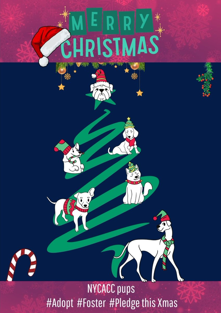 m.facebook.com/NYCDogsLivesma…
🆘🆘🆘 Sweet boy 💙🐾(stray) 
#NYCACC ID#159186
😡Deadline💉💉12/27
2 yr old cute boy
🚑MEDICAL🚑 (CIRDC)
👫Kids 5+
High energy level
Just needs a little gentle training n he will become your BFF🥰❣️❣️
Only $527 in #Pledges
#Adopt #Foster DM <a href="/SuzanneSugar/">Suzanne</a>