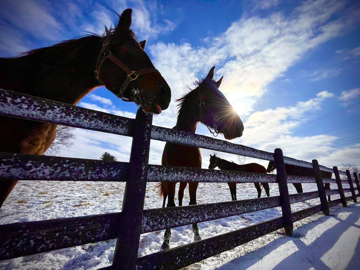 filterthree's tweet photo. A Kentucky White Christmas… #kentucky #whitechristmas #bluegrassstateofmind #horsecountry https://t.co/JQTmfOglHB