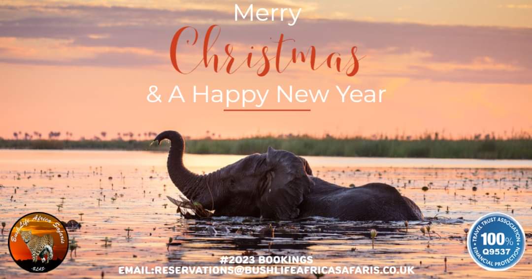 InfoBushlife's tweet photo. A great time to show appreciation to all our valued clients, followers and trade partners. Thank you for all your support over the years.
https://t.co/eiP9p24OEB
Image credit: Teagan Conniffe @ Dumatau Camp, Botswana https://t.co/DssfUOMCJH