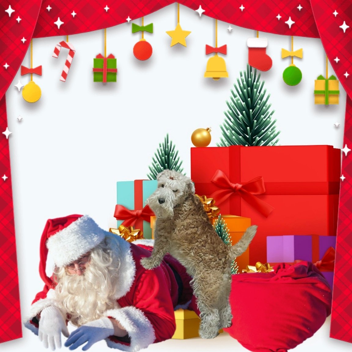 happyterrier's tweet photo. Merry Christmas  🐶🎄🎁 
If you want to free Santa please send all your kibbles to me ! 
Wilson 〰️🐾 https://t.co/FRBa2ACseq