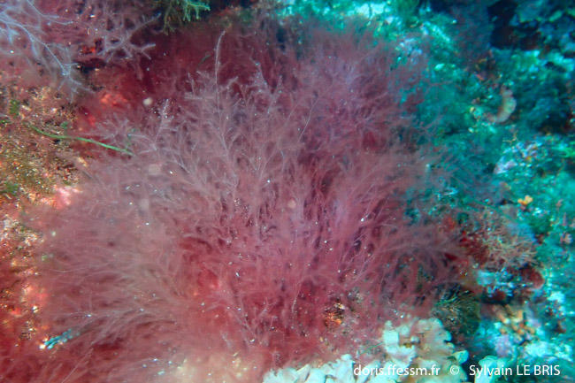 DORIS_ffessm's tweet photo. Une nouvelle #algue rouge envahissante (hélas) est en ligne sur DORIS : la lophoclade de Lallemand.

LAMARE Véronique,  VERLAQUE Marc in : #DORIS, 24/12/2022:
Lophocladia lallemandii (Mont.) F.Schmitz, https://t.co/QhvtT3MXKJ

Surveillez la bien !
#biodiversite #végétaux #invasif https://t.co/xXMVQUVN5W