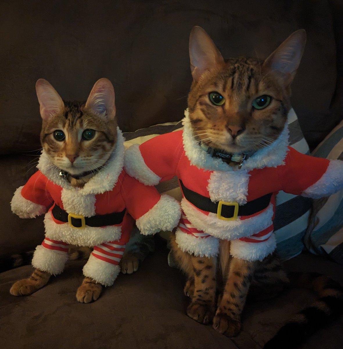CatNeeson's tweet photo. #CatsofTwittter #CatmasEve 😸 happy holidays!!! https://t.co/WqC7YPfraR
