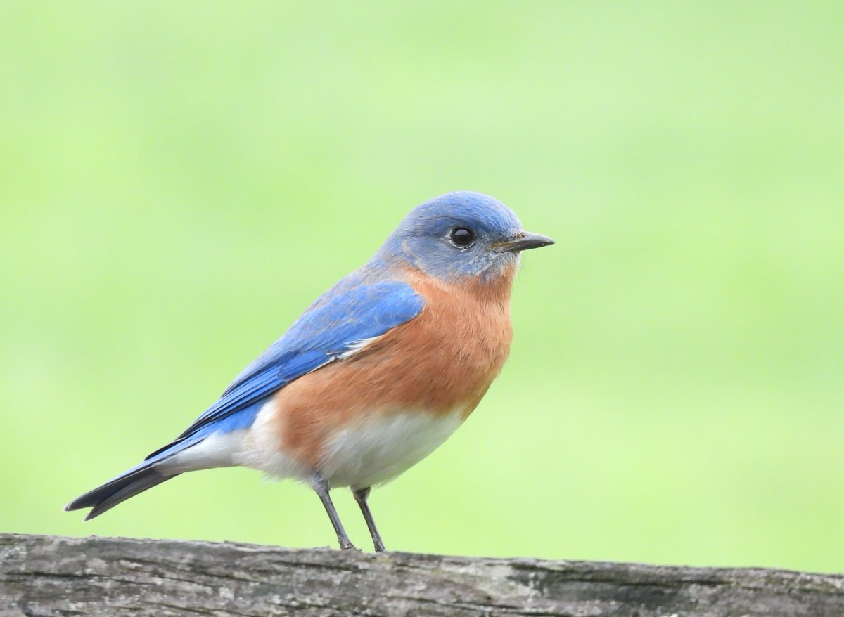 beasts_flowers's tweet photo. Blue bird, green background. Eastern Bluebird (Sialia sialis). Commons Ford Prairie. Austin, TX. December 2022. #BirdsSeenIn2022 #TwitterNatureCommunity #birding #birdwatching #BirdTwitter https://t.co/hcYj0iw5tg